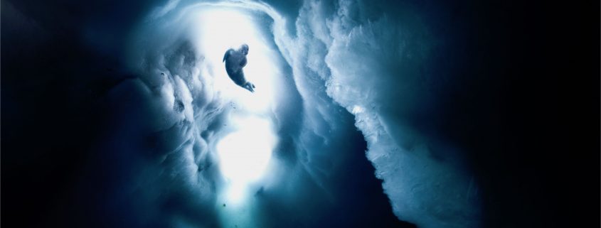 The Last Ocean. Baby Weddell Seal heading up for fresh air / copyright John Weller